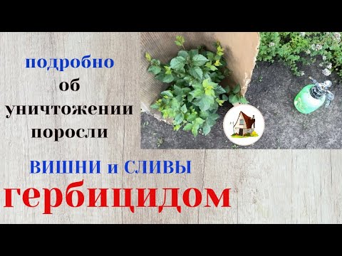 Видео: Уничтожаю поросль сливы и вишни гербицидом.
