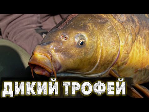 Видео: ДИКИЕ МОНСТРЫ РВУТ ПОВОДКИ! Рыбалка на карпа в коряжнике на новом  дикаре!