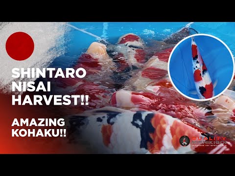 Видео: СИНТАРО НИСАИ УРОЖАЙ! ЛУЧШИЙ САНКЕ!