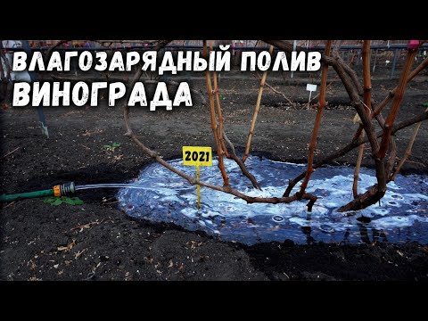 Видео: Влагозарядный полив винограда💧