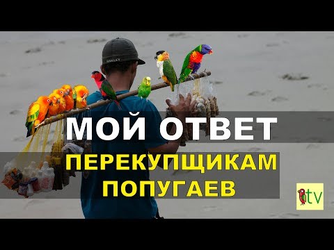 Видео: Мой ответ перекупщикам попугаев.