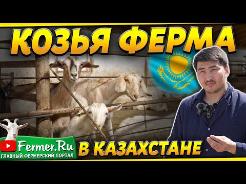 Видео: 4 и более литра от козы за дойку. Козья ферма на 100 голов под Алматы. Альпийские и Зааненские козы