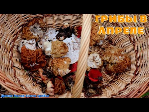 Видео: Строчок гигантский удачно я попал в лес | Gyromitra gigas