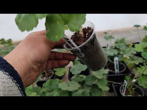Видео: Пеларгонии !!! Новое предложение 🤗