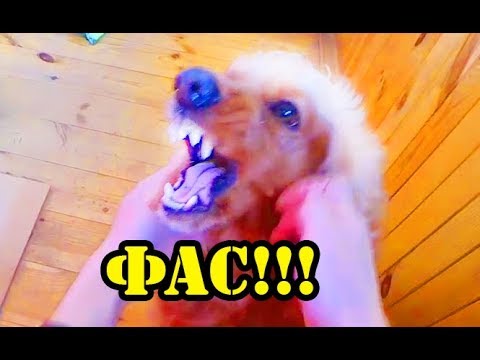 Видео: Дрессировка, команда ФАС!!!