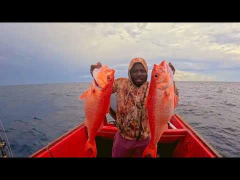 Видео: Монстр-королевы-луцианы, пойманные в экстремально темной и глубокой воде