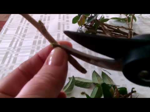 Видео: Размножение черенками магонии-"Орегонского винограда"
