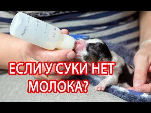Видео: ЕСЛИ У СУКИ ШПИЦА НЕТ МОЛОКА и МАТЕРИНСКОГО ИНСТИНКТА ?
