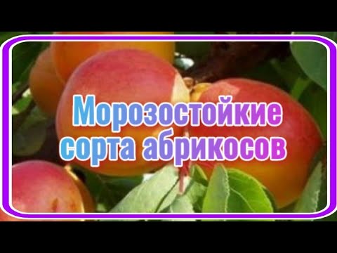 Видео: Топ7. Зимостойкие  абрикосы