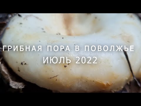 Видео: Сбор груздей, грибная пора Ульяновская область июль 2022