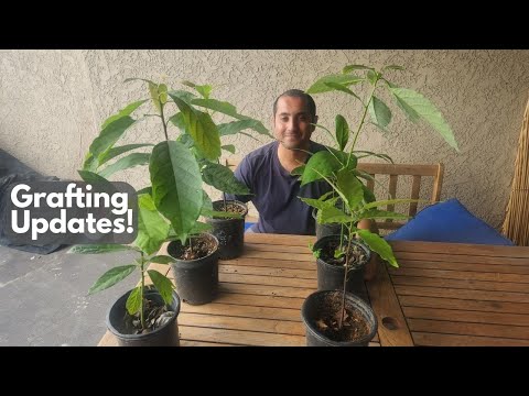 Видео: Обновления по некоторым проектам по прививке!