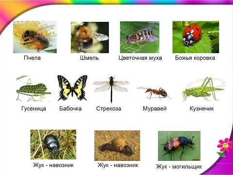 Видео: Жизнь луга