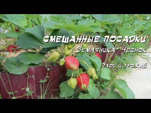 Видео: Смешанные посадки. Земляника + чеснок (уход и урожай)