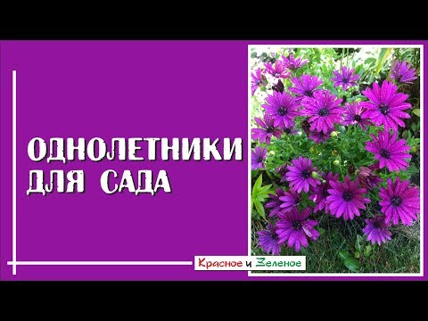 Видео: Однолетние цветы для сада. Самые эффектные и неприхотливые