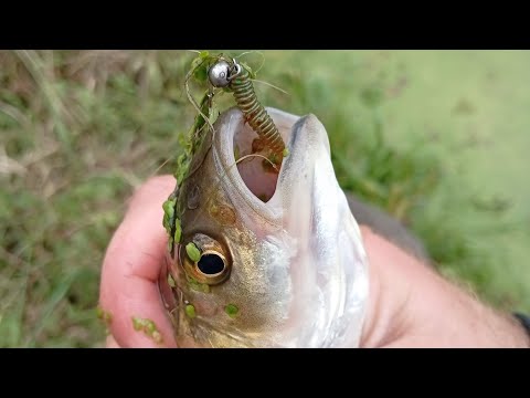 Видео: Не кльовий день на річці. Високий рівень, води після дощів. 