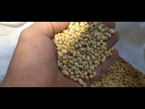 Видео: Копаємо картоплю. Відразу сіємо сидерат