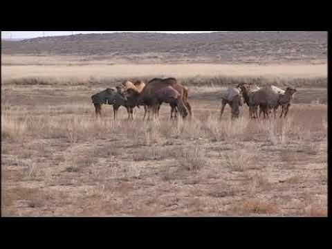 Видео: Бәли Нұрнияз ахун Төлепбергенұлы