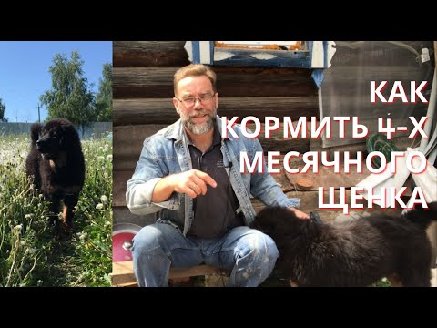 Видео: Как и чем кормить 4-х месячного щенка тибетского мастифа