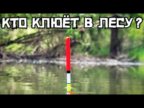 Видео: Рыбалка в Затопленном Лесу УДИВЛЯЕТ! КРУПНЯК Кладёт Поплавок СРАЗУ! Это Лещ?