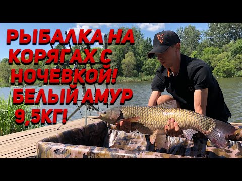 Видео: РЫБАЛКА НА БЕЛОГО АМУРА И КАРПА! ПРУД КОРЯГИ! БЕЛЫЙ АМУР 9,5КГ, НОЧУЕМ В ДОМИКЕ НА БЕРЕГУ ПРУДА!