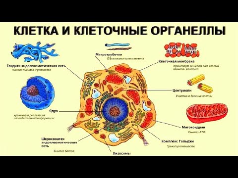 Видео: Биологическая клетка (рассказывают С.Киселёв, Ю.Панчин, В.Богатырёв)