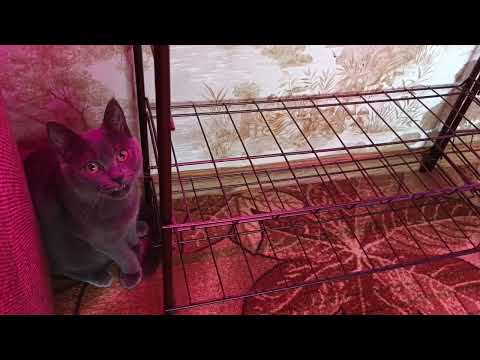 Видео: Влог. 125#наша повседневная жизнь. Всё видео в основном про Дымку🐱💞