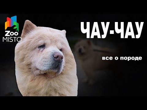 Видео: Чау-чау - Все о породе собаки | Собака породы - Чау-чау