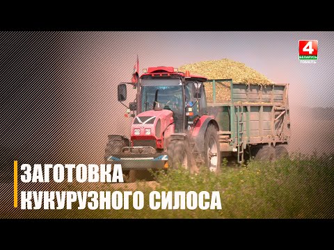 Видео: Более 3 000 000 тонн кукурузного силоса планируют заготовить на зиму аграрии Гомельщины