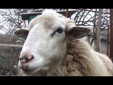 Видео: Разведение овец. Минусы и недостатки овцеводства.