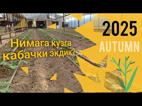 Видео: Кабачки (қовоқча): янги экин, янги тажриба