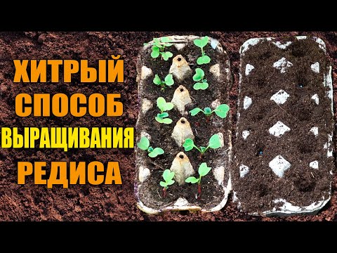 Видео: ПОСЕВ РЕДИСА В ЯИЧНЫЕ ЛОТКИ! СУПЕР СПОСОБ!