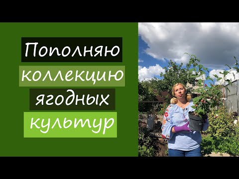 Видео: Пополняю коллекцию ягодных культур