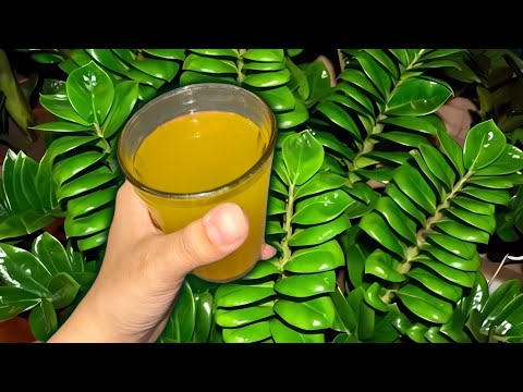 Видео: 😱ОСЫ БІР СТАҚАНДЫ ЖАЗ МЕЗГІЛІНДЕ БАРЛЫҚ ГҮЛДЕРГЕ ШҰҒЫЛ ТҮРДЕ ҚҰЙЫҢЫЗ!🍀