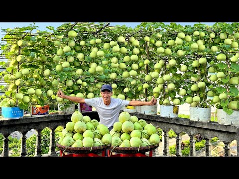 Видео: Выращивайте дыни круглый год, не покупая новые саженцы: как мне это удалось?