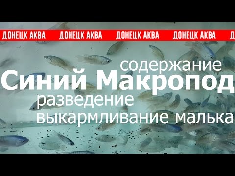 Видео: Синий Макропод, Macropodus opercularis,The Paradise Fish, Blue paradise, Wiedergabe Macropodus