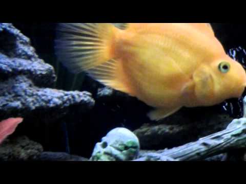 Видео: Рыба попугай - с кем можно держать в 1 аквариуме