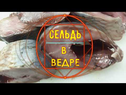 Видео: СЕЛЬДЬ В ВЕДРЕ
