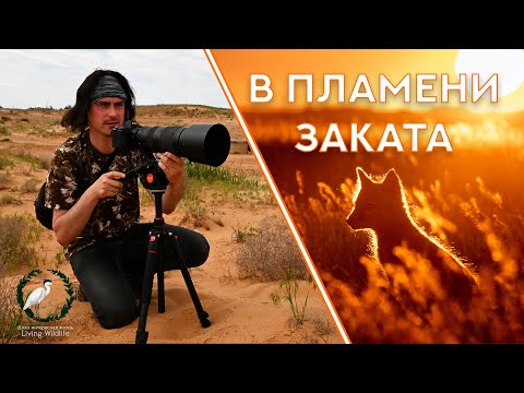 Видео: В ПЛАМЕНИ ЗАКАТА | Весенние кадры корсаков, стрепетов, диких тюльпанов, куликов. История кадра мечты