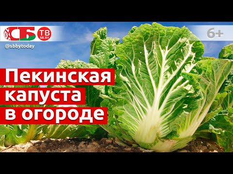 Видео: Как правильно посадить летом пекинскую капусту в открытый грунт