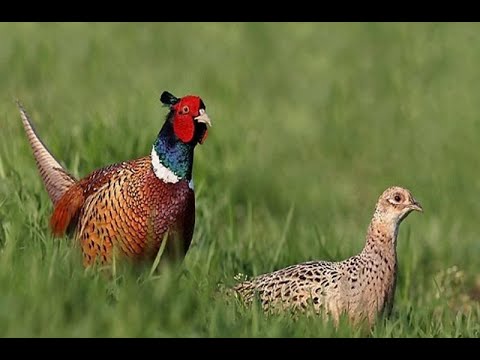 Видео: Испытания по фазану 29 10 2023mkv