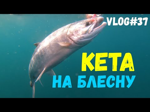 Видео: СУПЕР РЫБАЛКА | Кета в МОРЕ