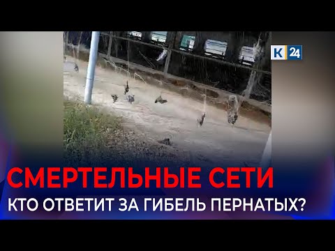Видео: На ферме в Кореновском районе сообщения о гибели птиц из-за сетки назвали фейком