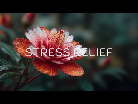 Видео: Спокойные и безмятежные цветы распускаются для глубокой релаксации, мира и снятия стресса
