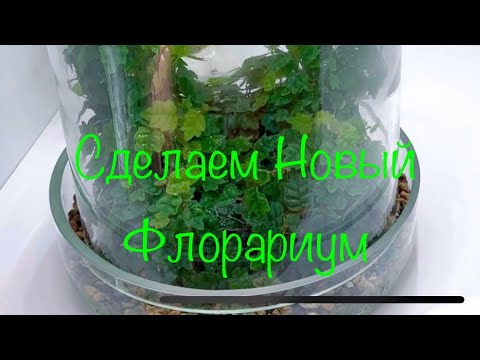 Видео: Сделаем новый Флорариум Или Интересная Находка в Посадке
