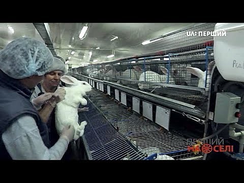 Видео: Перший на селі. Прямуй за кроликом