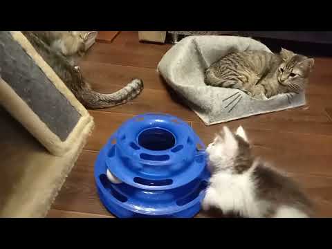 Видео: Новости о малышке Лорике выкопанной из под снега. Сегодня 25-й день как у нас в семье.