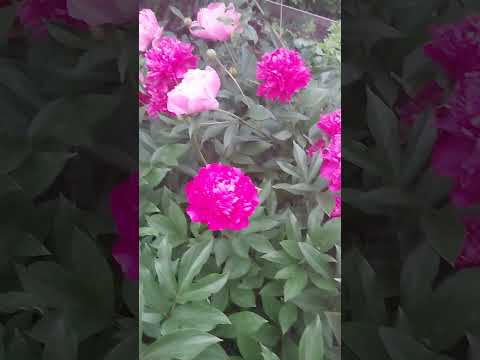 Видео: Пионы. Кто узнал сорта? #пион #garden #омскаяобласть #сад #персик #nature #дача #огород