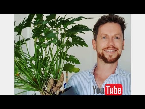 Видео: Все мои сциндапсусы/эпипремнумы и филодендроны. My scindapsus and philodendron plant collection.