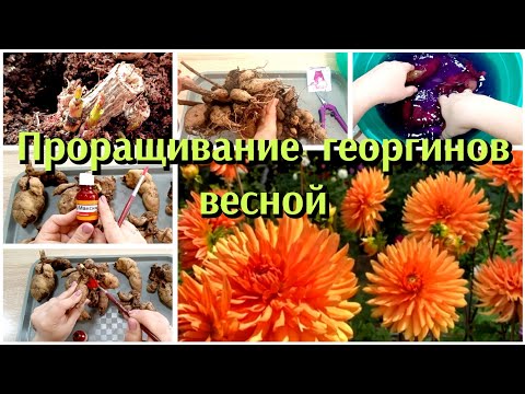 Видео: ПРОРАЩИВАНИЕ ГЕОРГИНОВ ВЕСНОЙ// ДЕЛЕНИЕ КЛУБНЕЙ ГЕОРГИНОВ