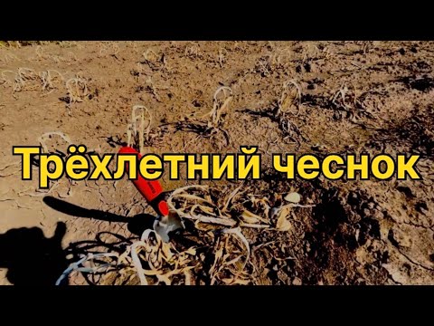 Видео: Трёхлетний чеснок